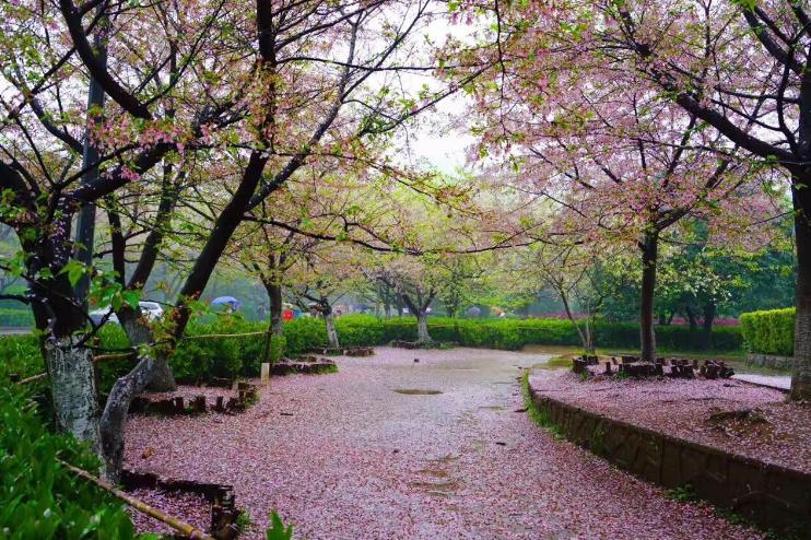 武汉大学2019年毕业生就业质量,武汉大学法学就业质量报告