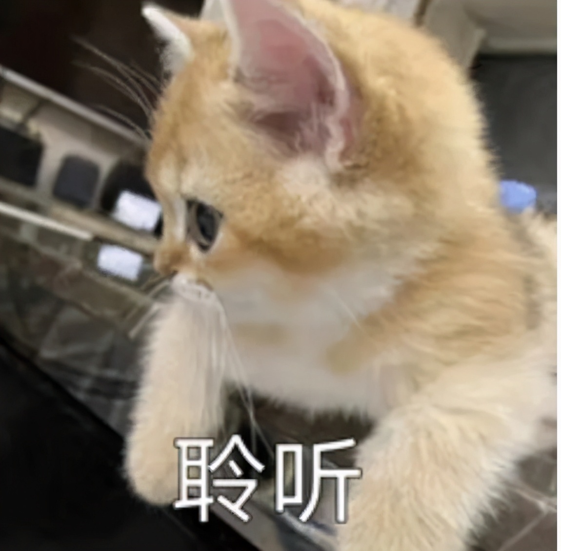 未来两年销售额要实现80亿，扩增门店至2500家！肇庆这家企业底气何在？