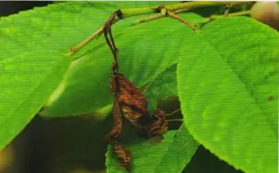 樱桃防治虫害的方法,樱桃虫害防治绝招