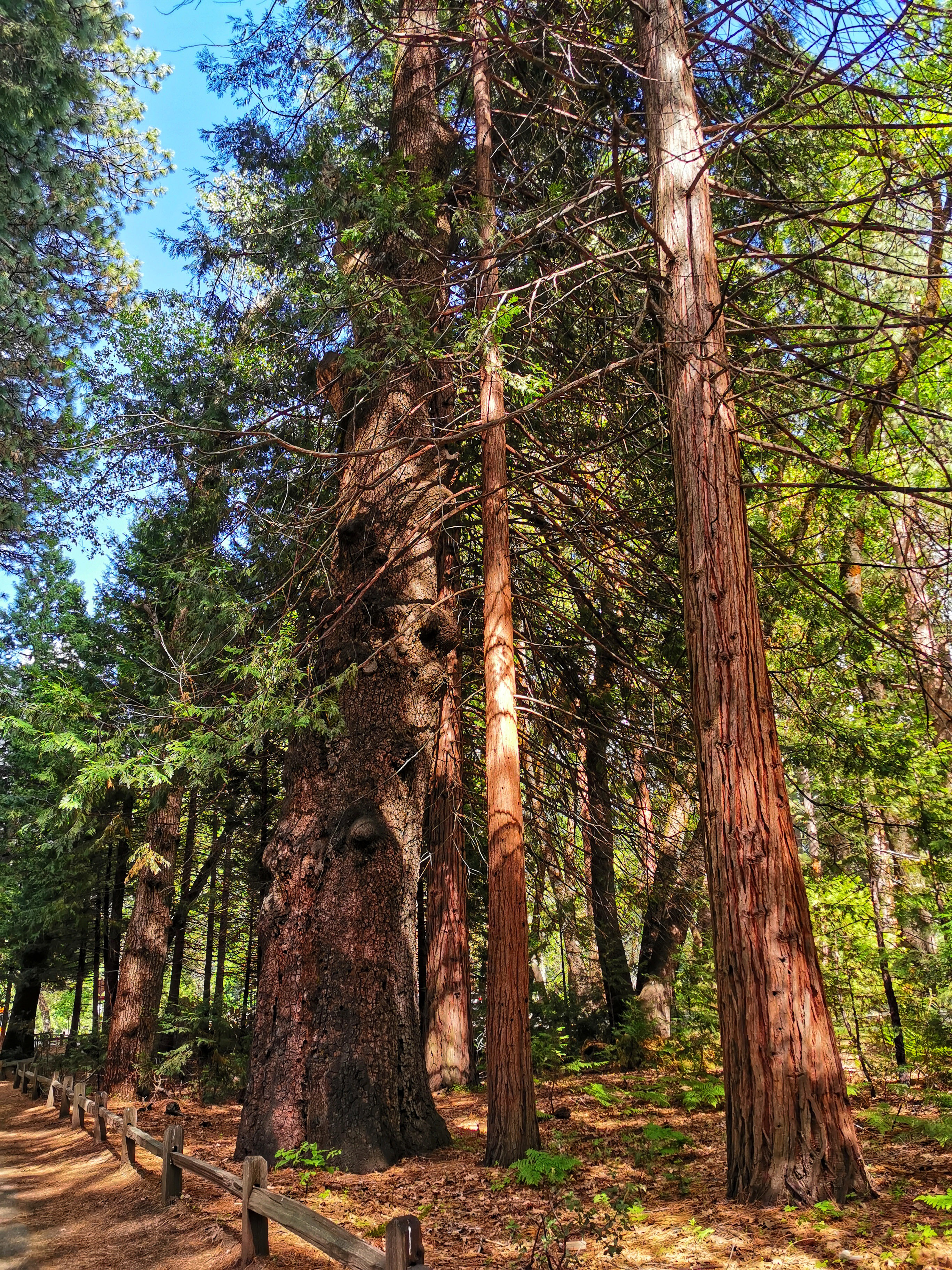 加利福尼亚优胜美地,美国旧金山优胜美地