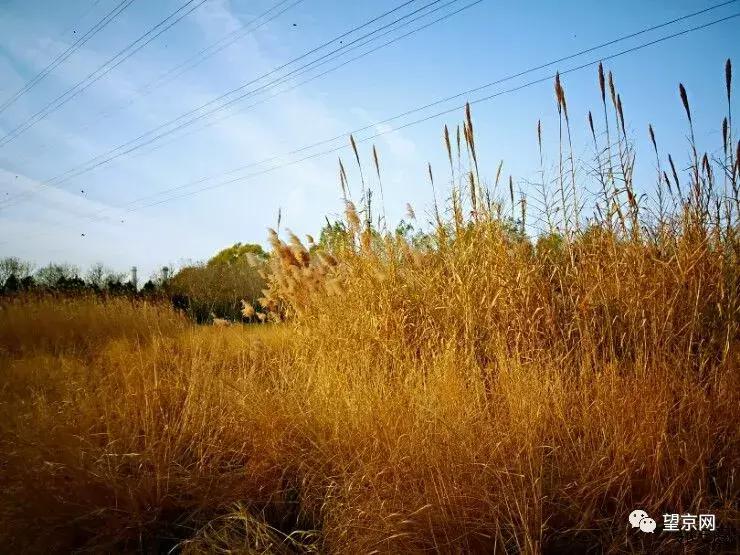 望京悠乐汇改造,北京望京悠乐汇章鱼楼