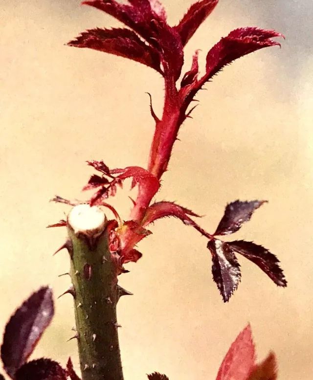 玫瑰月季怎么爆盆,玫瑰怎样爆侧芽