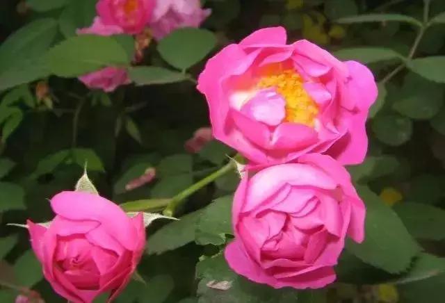 4000种不一样的玫瑰品种大全,100种玫瑰品种图鉴大全