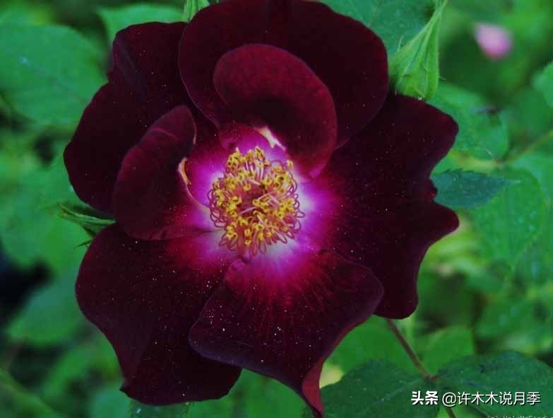 世上有黑色的花吗,世上有黑玫瑰吗