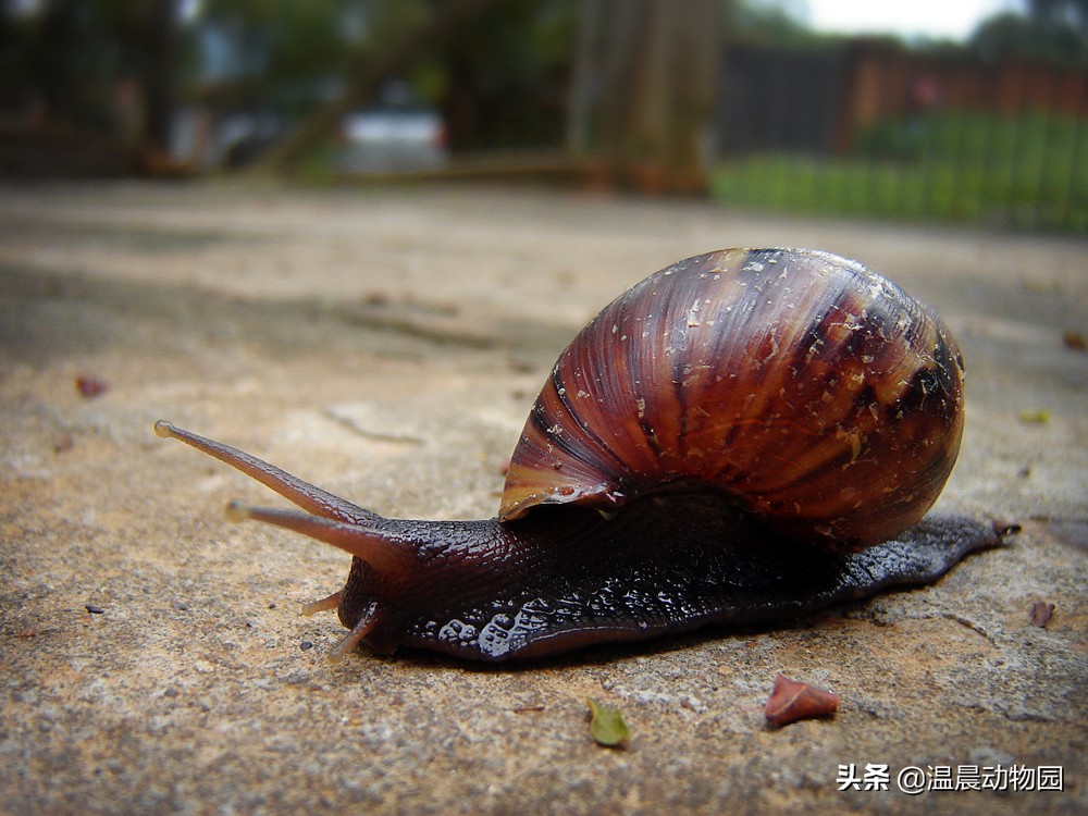 辟谣：对于泛滥成灾的非洲大蜗牛人类能吃光它们？别拿生命开玩笑