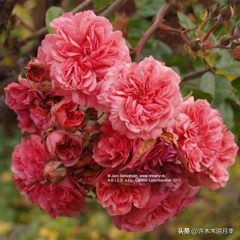 买回来的月季不长花骨朵怎么办,买回来的月季不开怎么回事