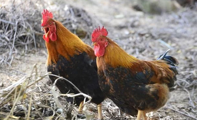 养殖鸡眼睛用什么方法治,鸡病防治与用药知识大全