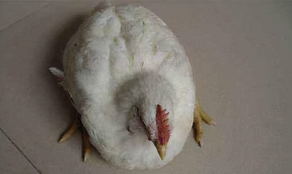 鸡受惊吓瘫痪最快的恢复方法,鸡出现瘫鸡咋回事