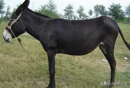 小琼聊三农：与您分享关于肉驴健康成长的相关技术，快来看看吧