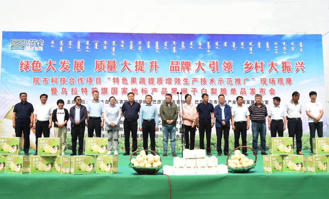 黑柳白梨脆,黑柳子白梨脆甜瓜直播