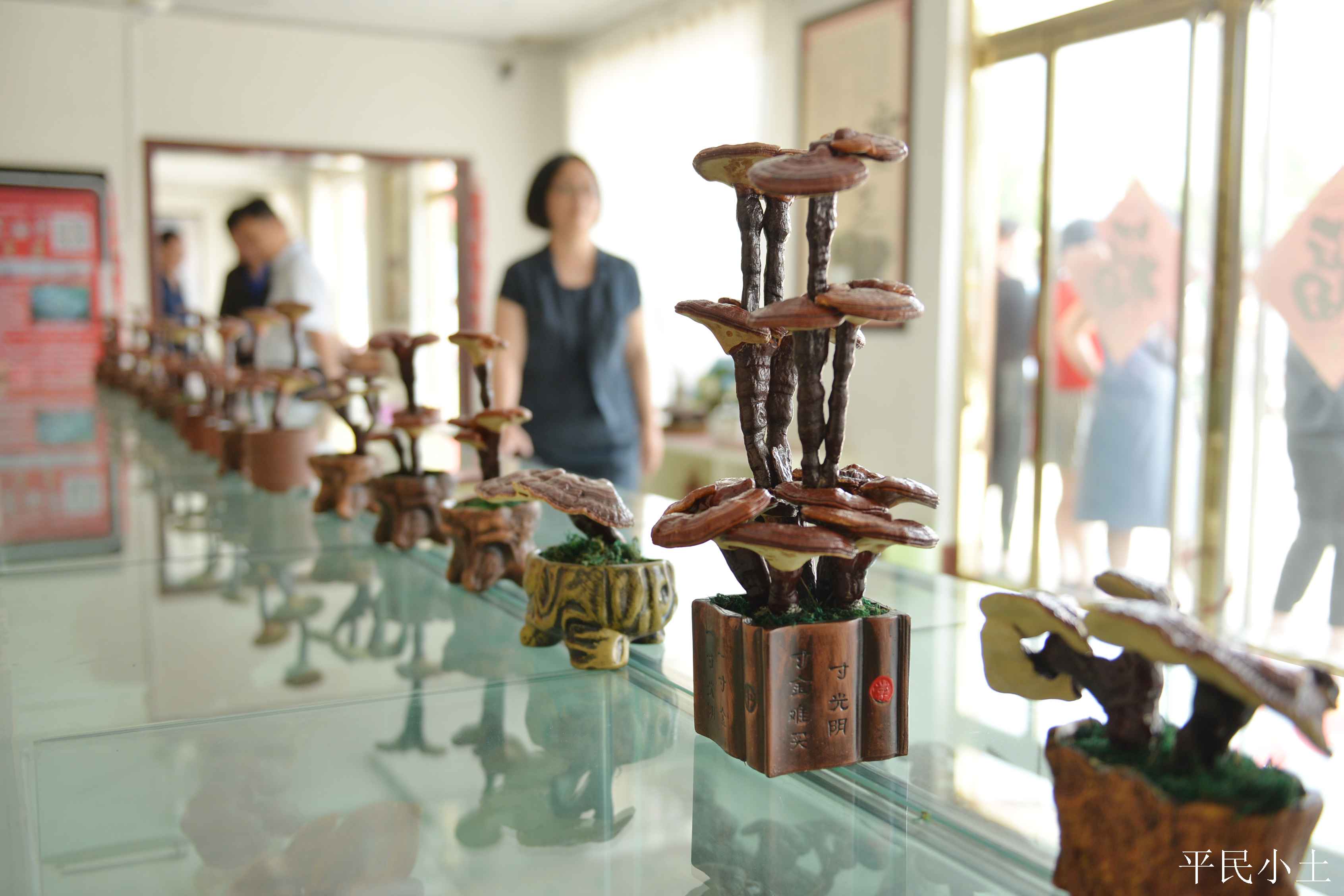 山东聊城灵芝盆景 (山东聊城盆景灵芝)