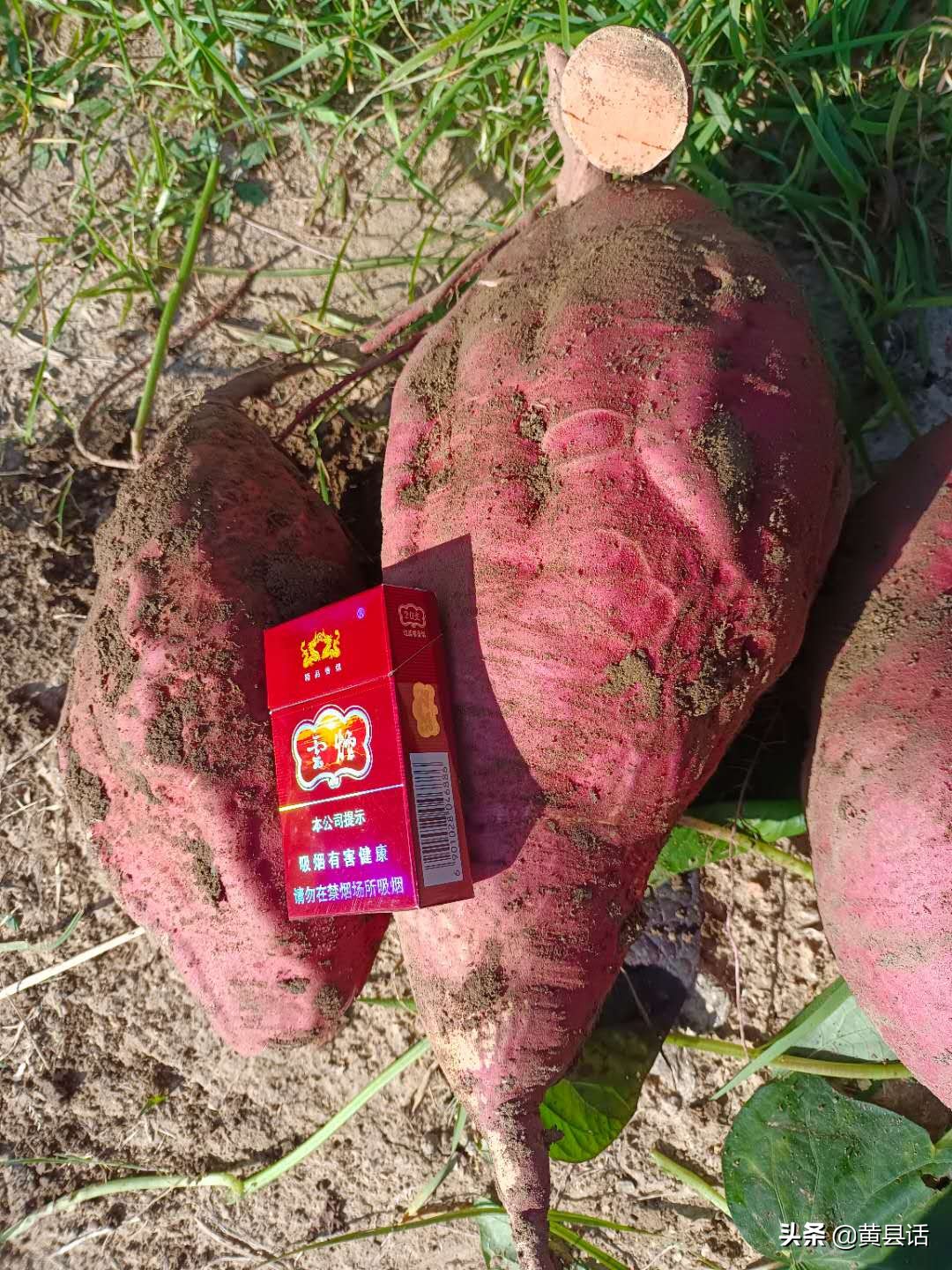 地瓜干酒属于什么档次,地瓜干酒好喝吗真实测评