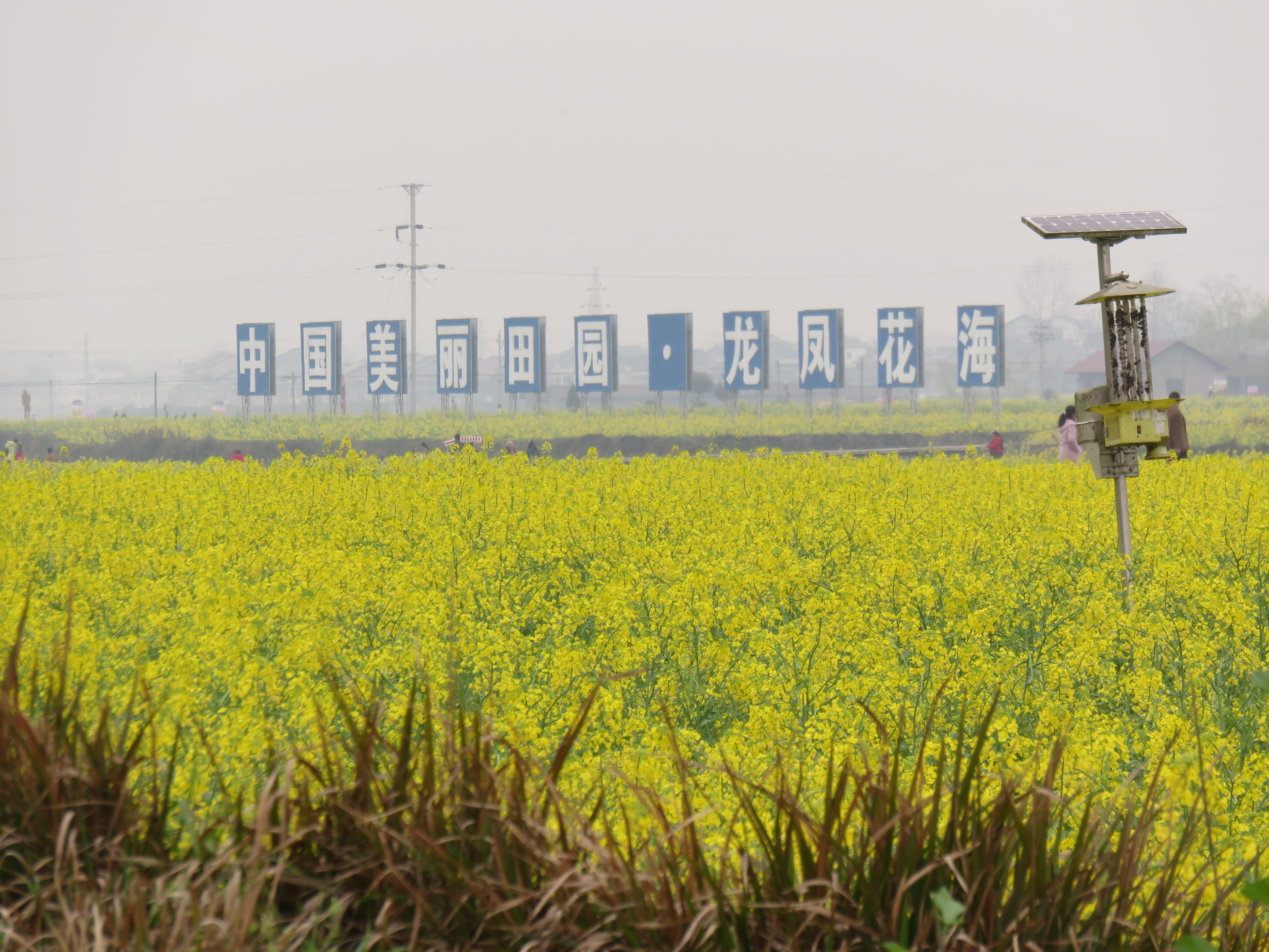 清溪龙凤花海玫瑰之约,秀山县清溪龙凤花海