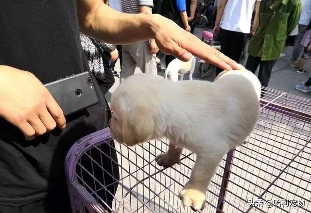 狗市金毛犬最新视频,狗市精品成年金毛犬