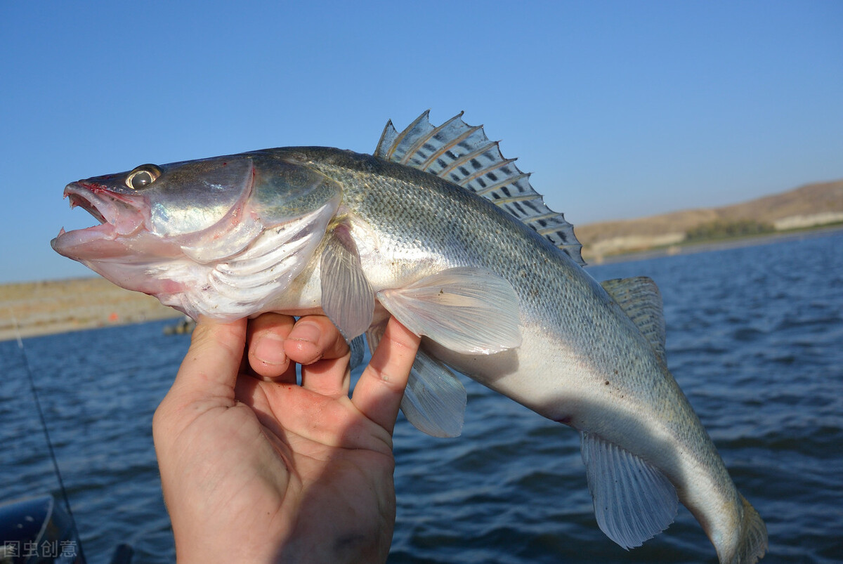 派大星变成巨型海星攻击人类,派大星海星是怎么繁殖
