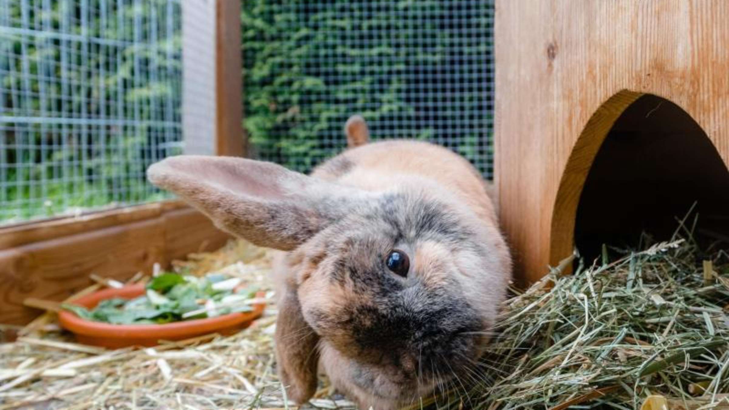 兔子歪头症是不是脑子有虫,兔子为什么老歪着头