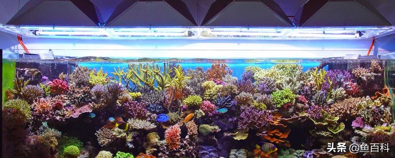 鱼在水里不打氧能活多久,鱼会不会因为氧气过多死亡