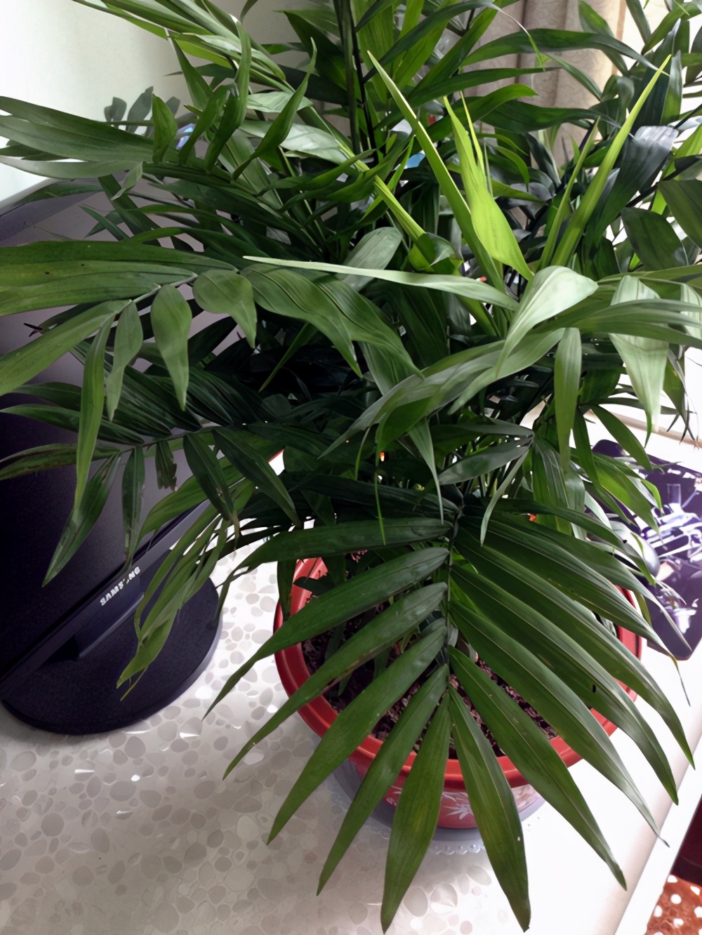 袖珍椰子客厅绿植怎么养,袖珍椰子在家里养有什么好处