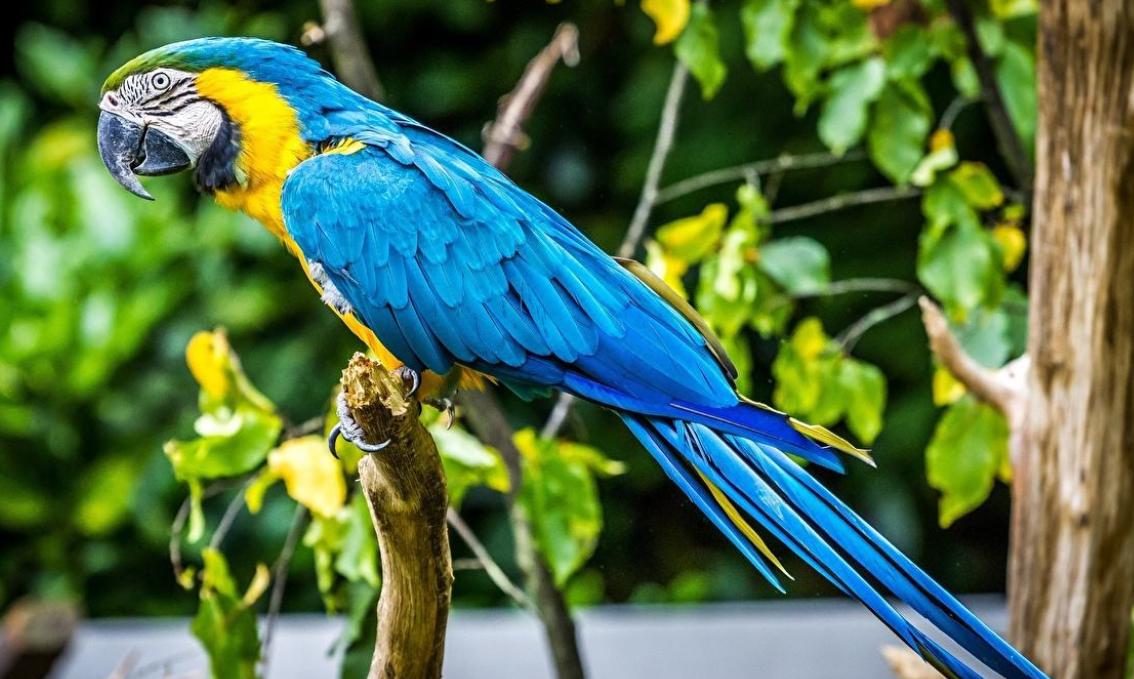 鹦鹉为啥啄掉自己的毛给别人,鹦鹉换毛把自己啄秃了