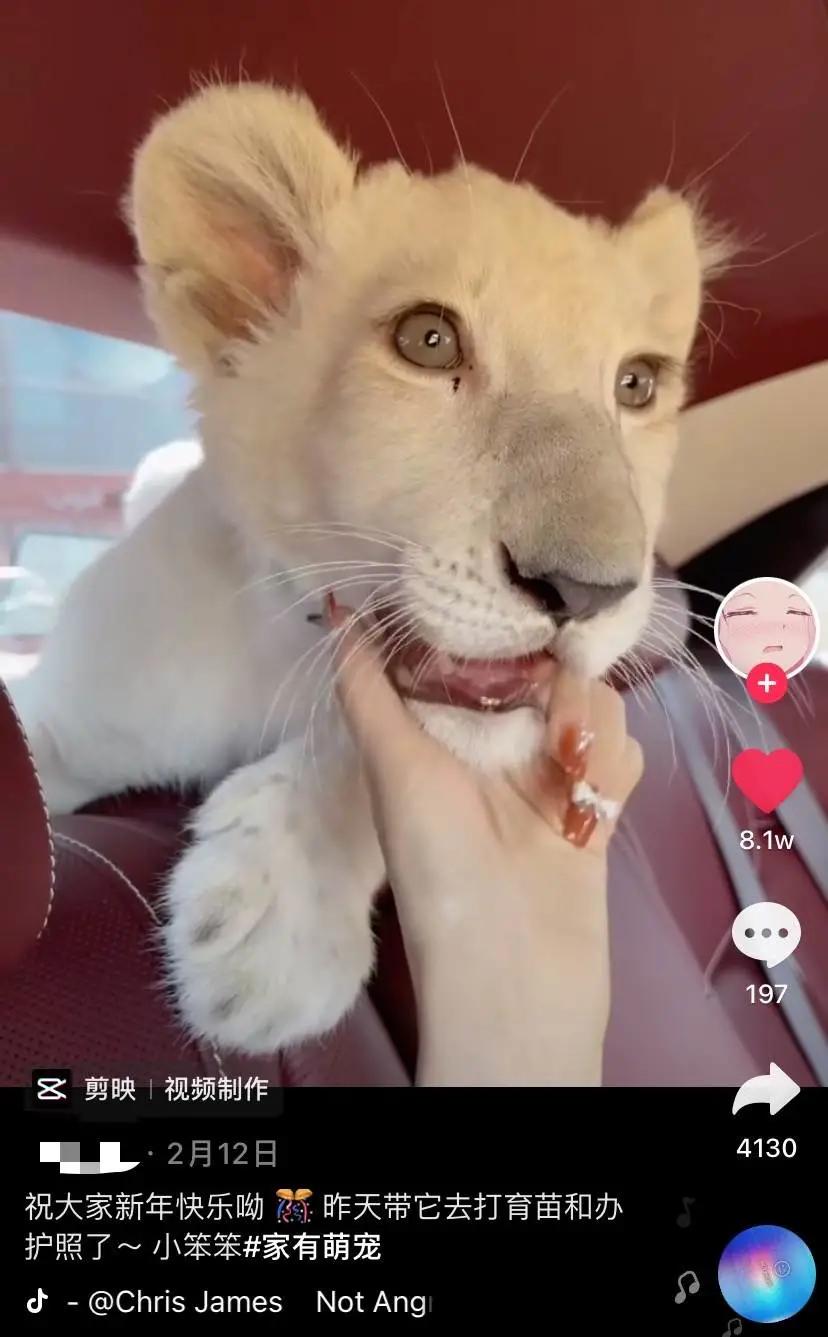 警惕！那些你刷上热门的萌宠视频，背后可能涉及野生动物非法交易