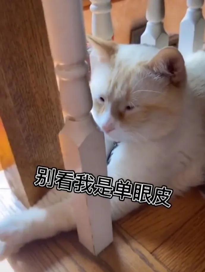 邻居门上有狮子我家有什么影响,邻居门口放了一对小狮子