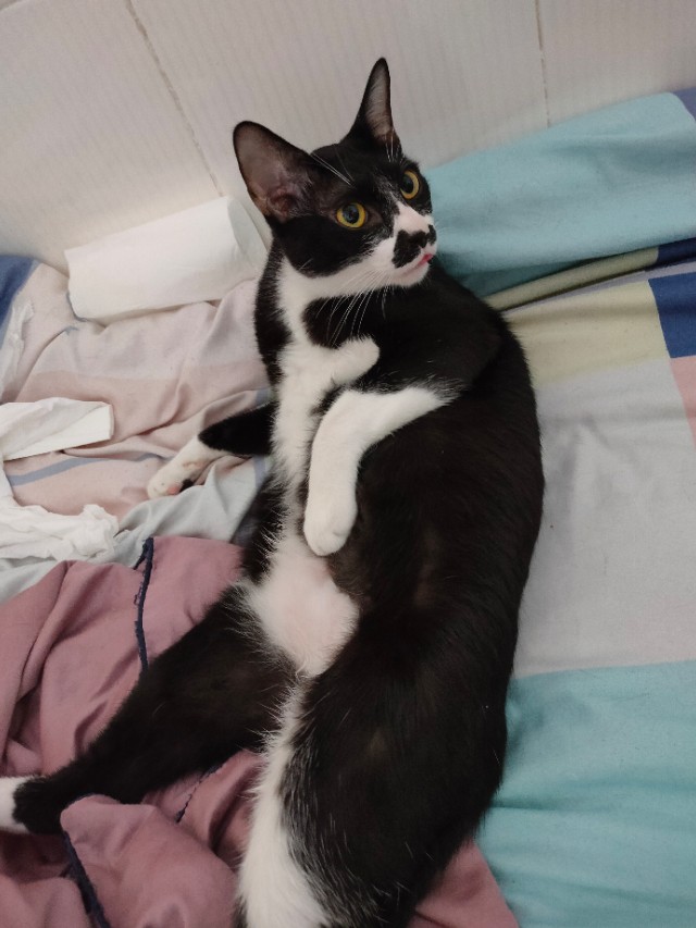 猫咪生病了不吃猫粮但是吃营养膏,猫咪生病怎么治疗最好