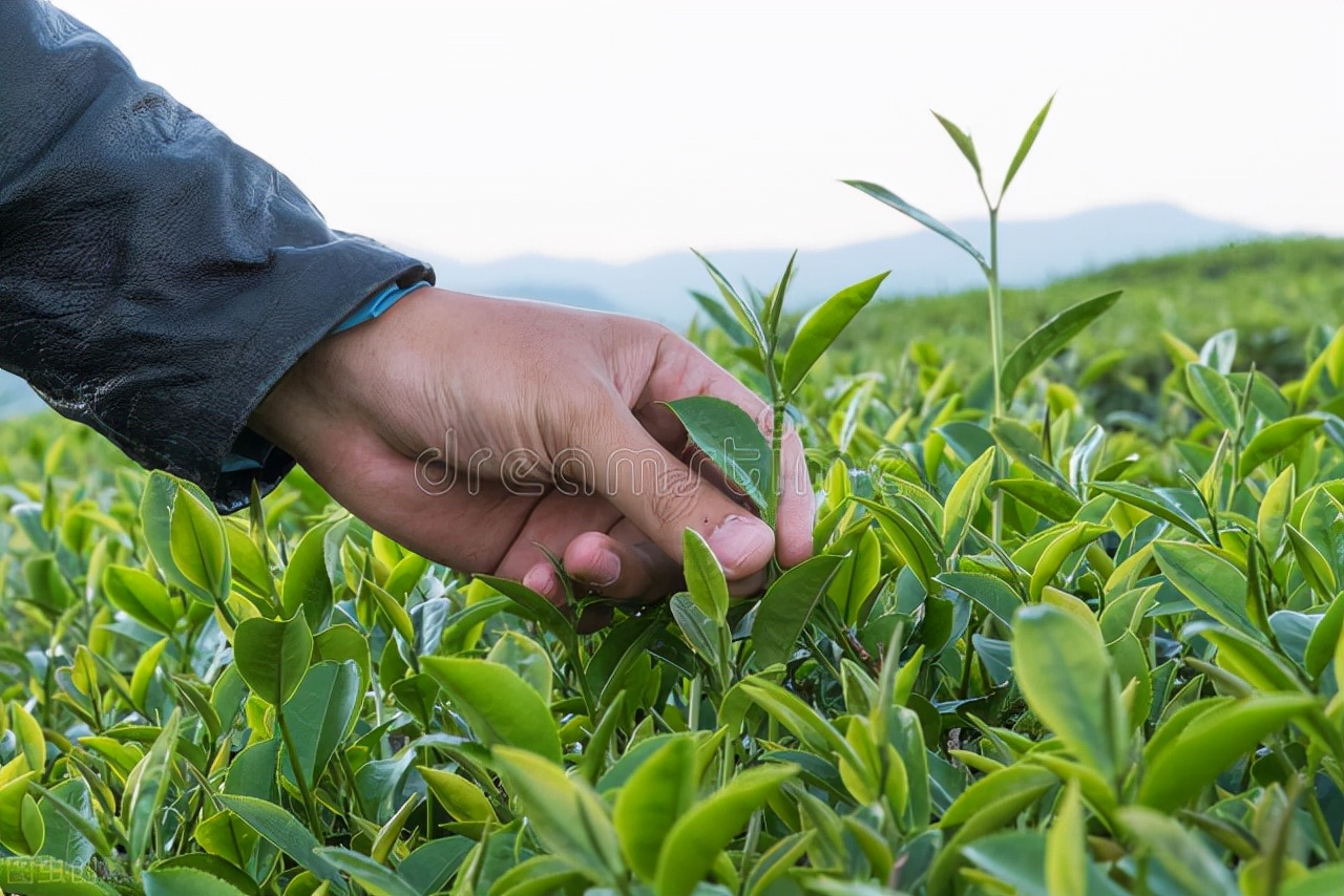 土方治好手指伸不直图片,土方子治疗掉发