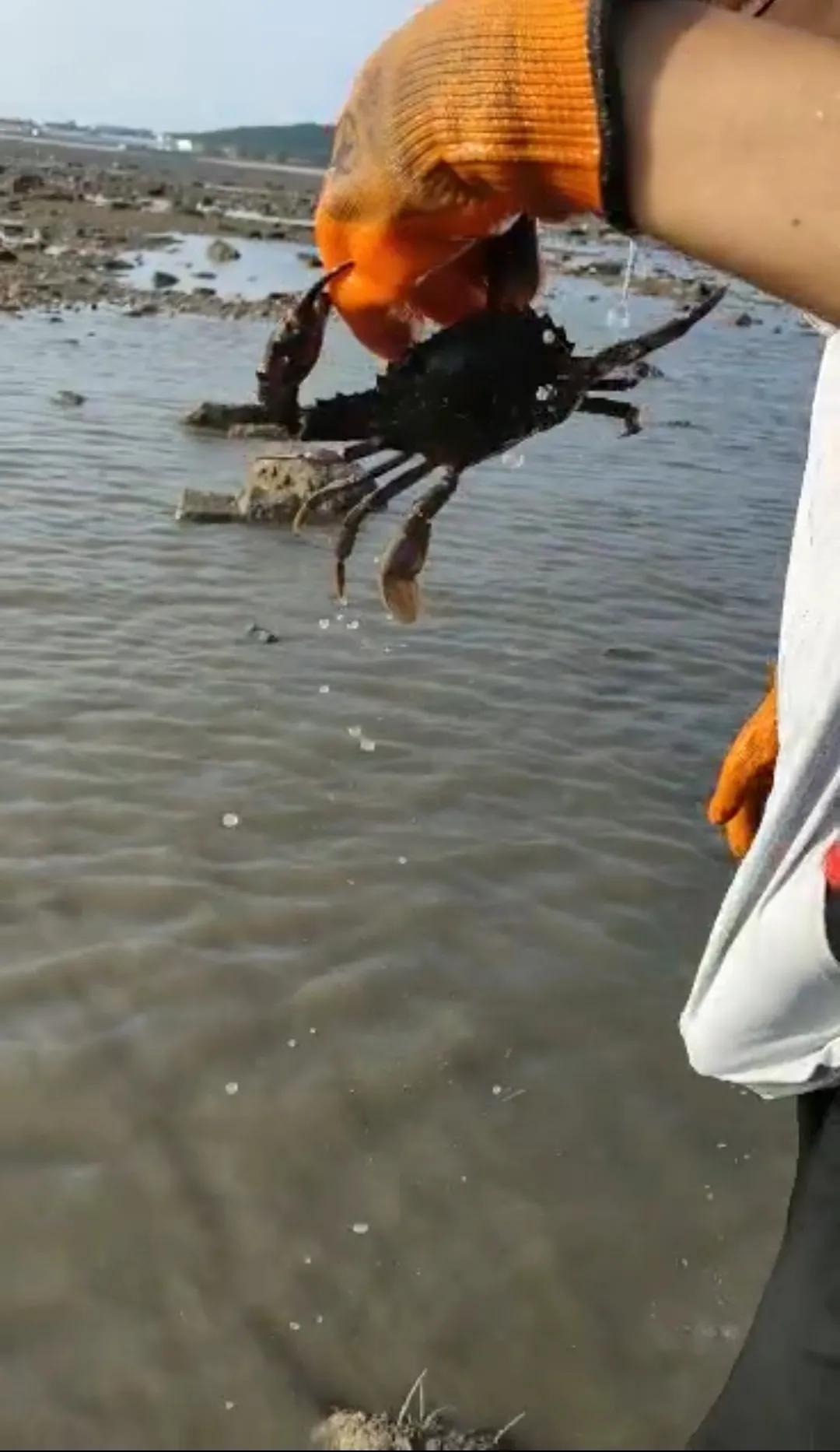 庄河黑岛赶海地点,庄河黑岛赶海潮汐表