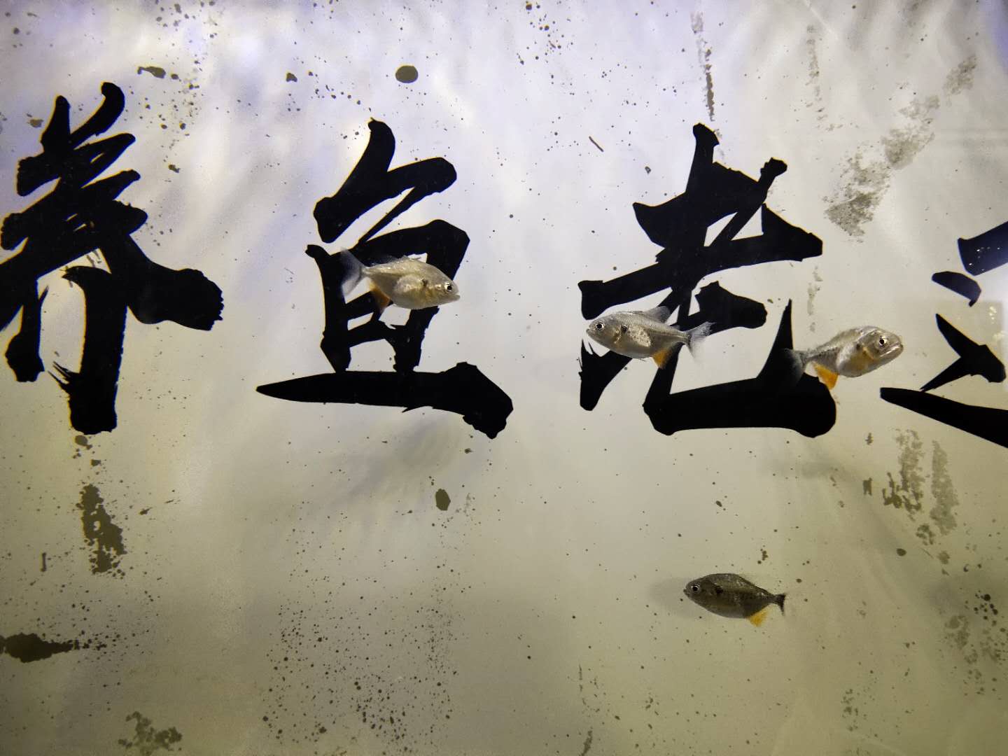 观赏鱼能长期不见鱼吗,观赏鱼直接放缸里会死吗