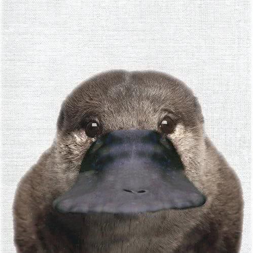 澳大利亚森林大火鸭嘴兽灭绝了吗,澳大利亚鸭嘴兽面临灭绝新闻