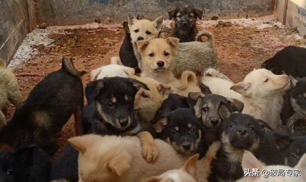 农村养殖土狗好不好卖,农村养殖土狗要办证吗