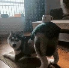 贾玲在沙发上翘二郎腿搞笑图片,贾玲跷二郎腿动图下载