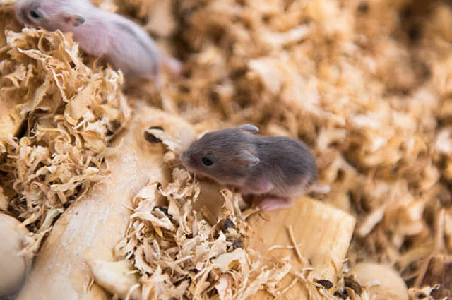 母仓鼠生了宝宝后吃掉宝宝,母仓鼠生完小仓鼠以后全吃了