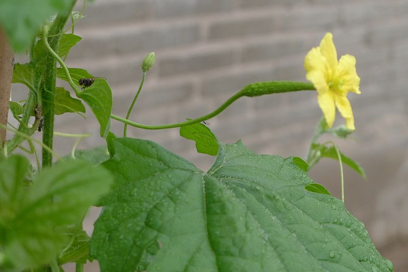 黄瓜有苦味好吃吗,黄瓜有苦味