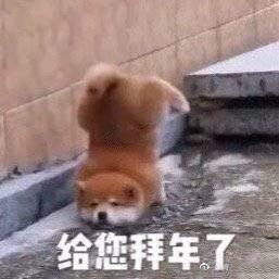 猪年拜年表情包大全,猪年表情包可爱