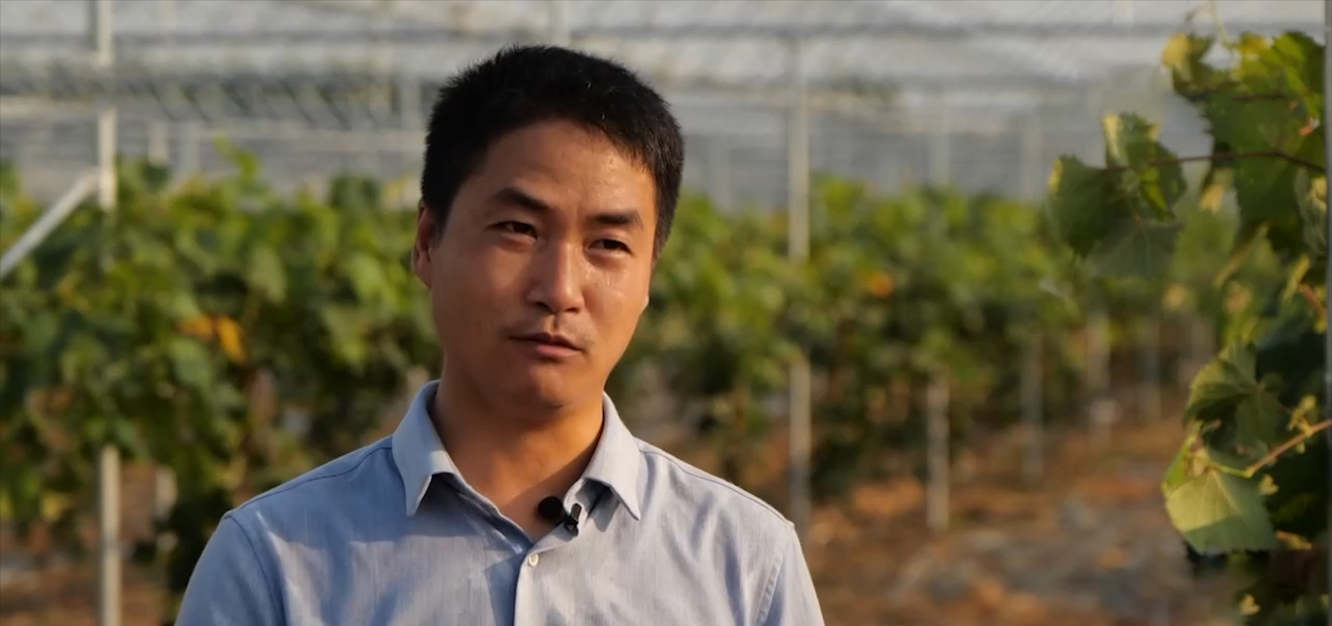 回农村创业种葡萄效益如何,80后小伙创业种葡萄