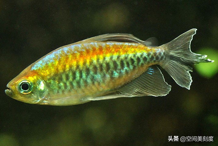 易养的热带观赏鱼有哪些,好养耐活的热带观赏鱼都有哪些