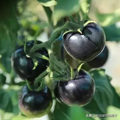 新加坡超市卖的一种糖,新加坡奇葩的东西