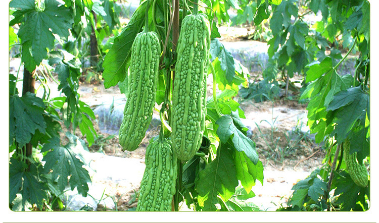 苦瓜炭疽病和疫病区别,苦瓜急性炭疽病严重用什么药治疗