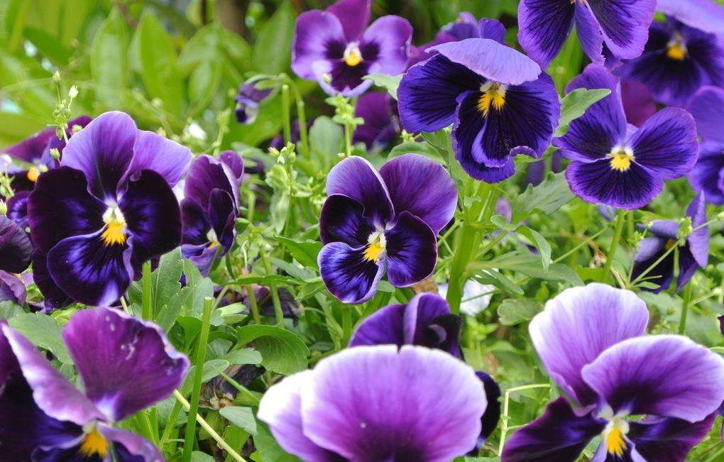 花语大全100种花的花语,100种象征着爱情的花的花语