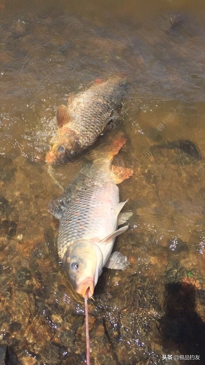 子母钩钓青鱼好不好用,diy钓鱼钩