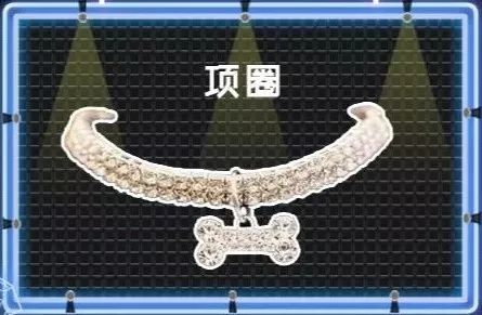 看到它3万块的项圈后,月薪3000的我瑟瑟发抖……
