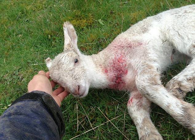 羔羊死亡率高怎么办,羔羊拉稀死亡是什么原因