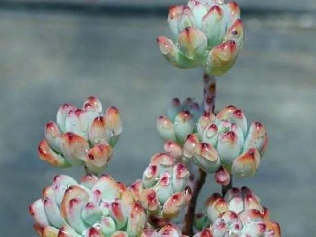 多肉汤姆怎么养,多肉汤姆油画怎么度夏