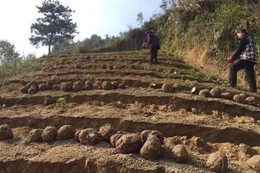 茯苓生长在松树根部,茯苓是生长在死松树根部吗
