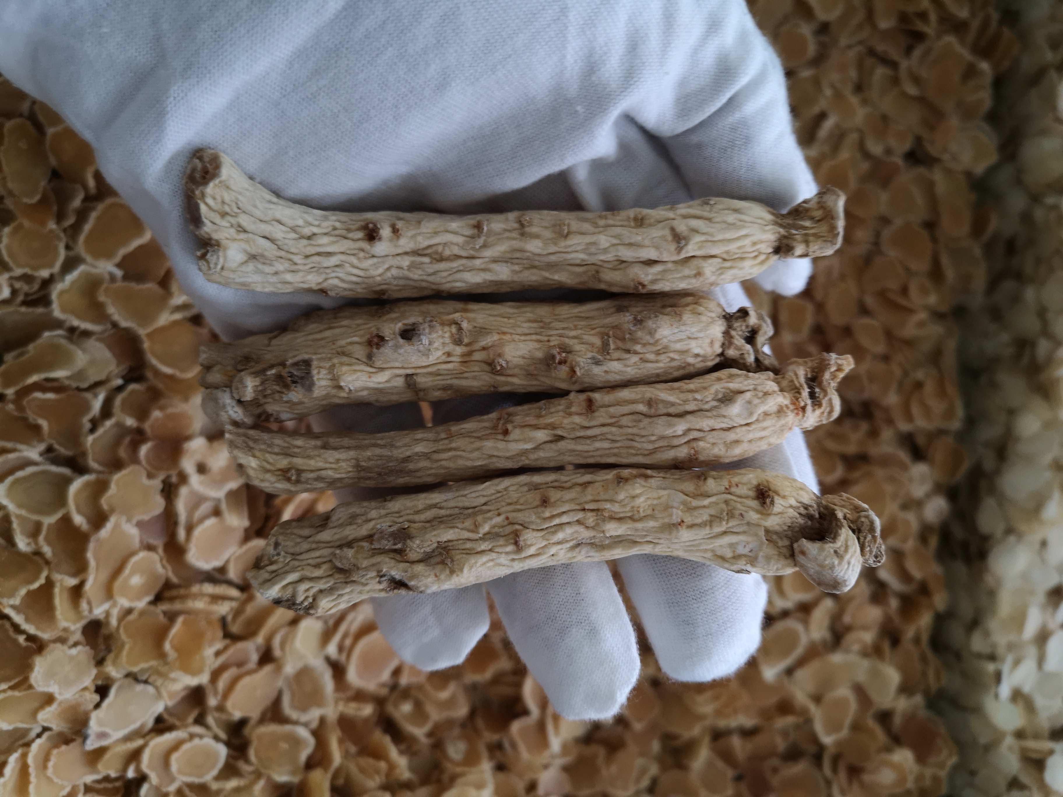 鲜参炮制,鲜参和干人参的区别的功效