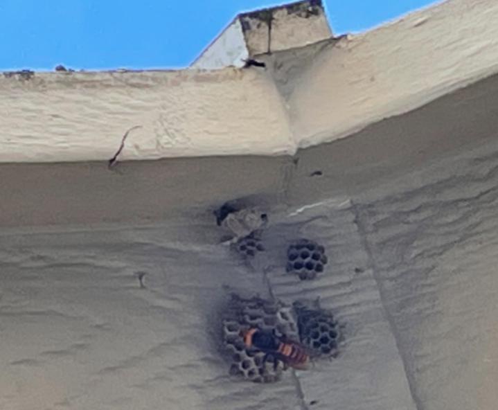 杀人大黄蜂是真的入侵美国了吗,杀人大黄蜂是什么