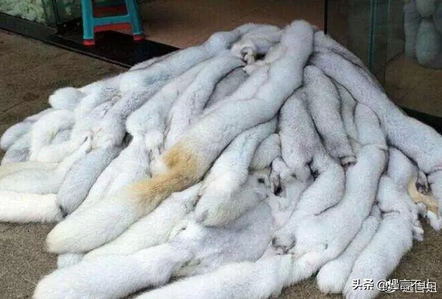 英国女王正式宣布拒绝皮草，愿世间没有血淋淋的时尚