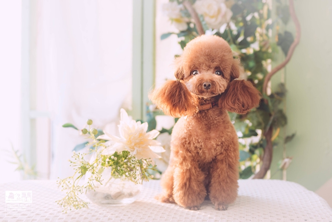 泰迪狗乱便便怎么办,泰迪犬吐黄沫拉脓屎