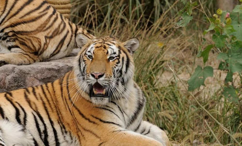 羚羊与华南虎,华南虎和藏羚羊